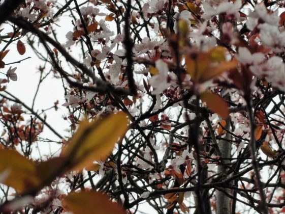 Смартфон Nothing Phone (4a) &mdash; стоит ли брать? | DGL.RU