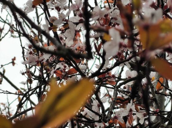 Смартфон Nothing Phone (4a) &mdash; стоит ли брать? | DGL.RU