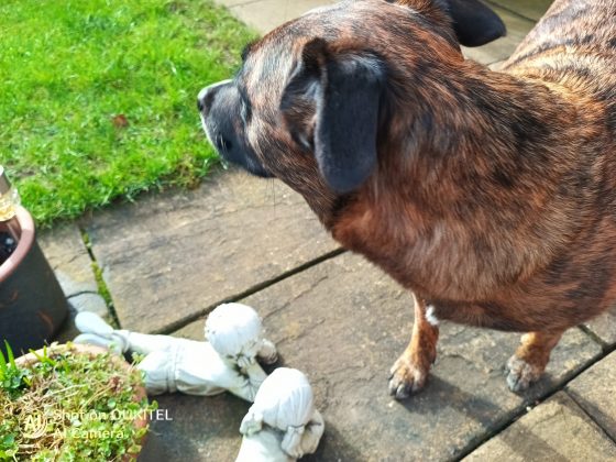 Смартфон Oukitel WP61 Plus: автономка и рация | DGL.RU