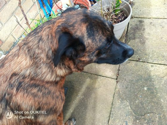 Смартфон Oukitel WP61 Plus: автономка и рация | DGL.RU