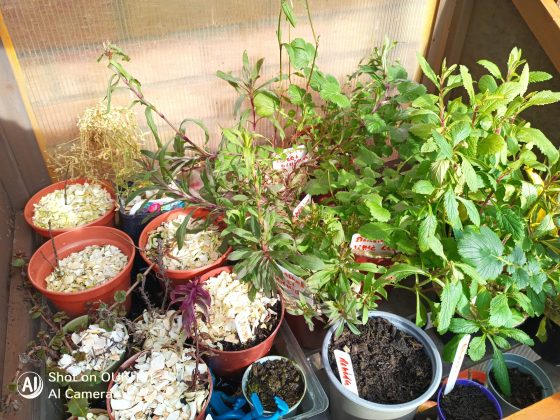 Смартфон Oukitel WP61 Plus: автономка и рация | DGL.RU