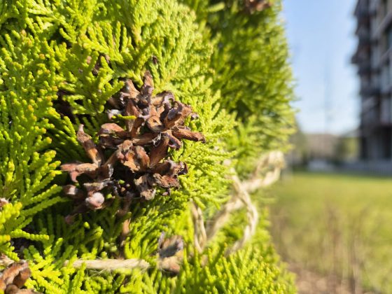 Смартфон Samsung Galaxy S26: компактный | DGL.RU