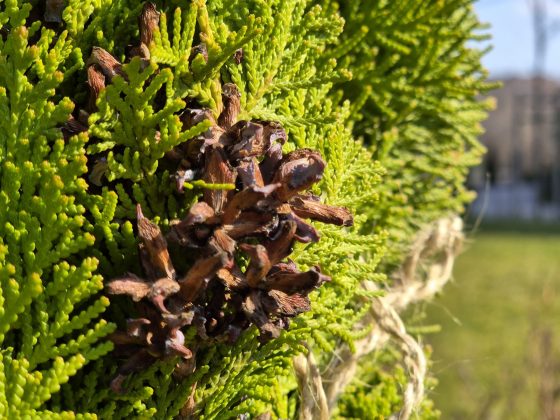 Смартфон Samsung Galaxy S26: компактный | DGL.RU