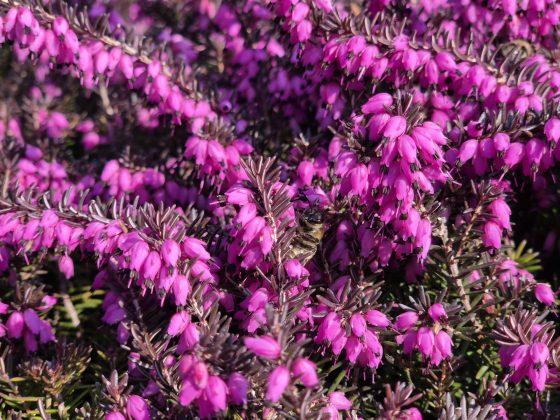 Смартфон Samsung Galaxy S26: компактный | DGL.RU