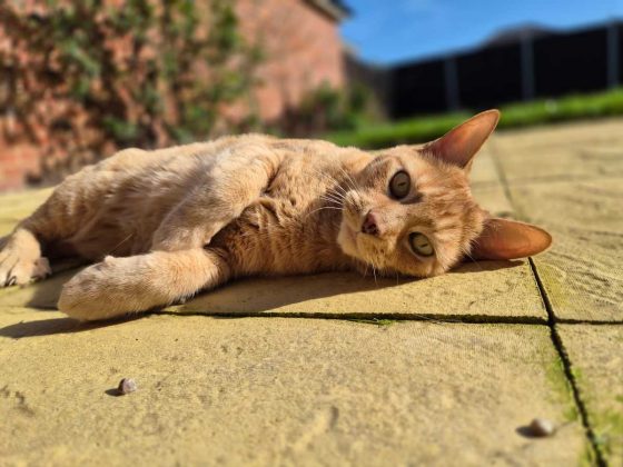 Смартфон Samsung Galaxy S26+: мощный экран | DGL.RU