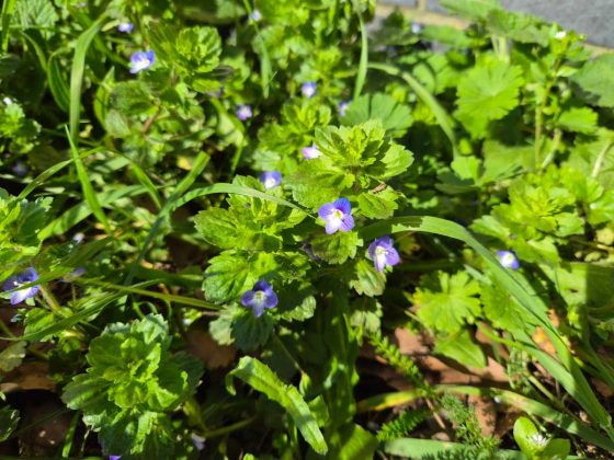 Смартфон Samsung Galaxy S26+: мощный экран | DGL.RU