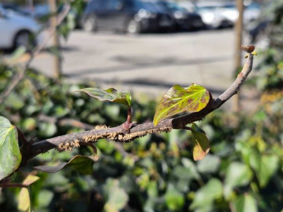 Смартфон Samsung Galaxy S26+: мощный экран | DGL.RU