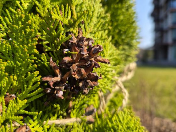 Смартфон Samsung Galaxy S26 Plus: копия S25+ | DGL.RU