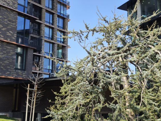 Смартфон Samsung Galaxy S26 Plus: копия S25+ | DGL.RU