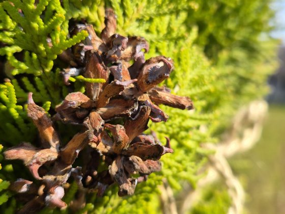 Смартфон Samsung Galaxy S26 Plus: копия S25+ | DGL.RU