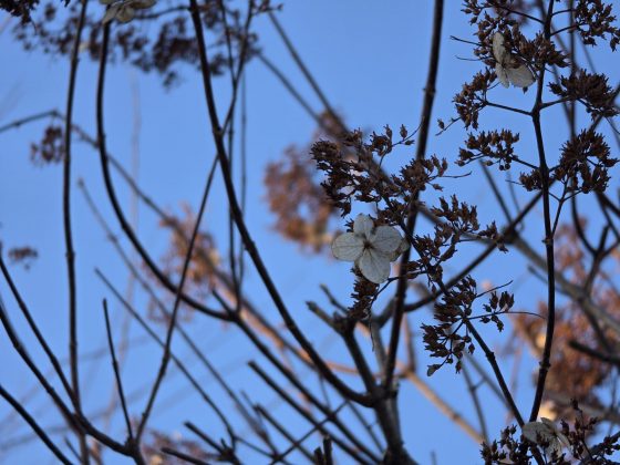 Смартфон Samsung Galaxy S26 Ultra | DGL.RU