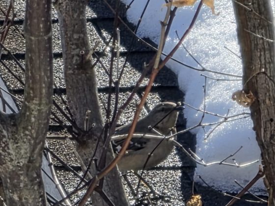 Смартфон Samsung Galaxy S26 Ultra | DGL.RU