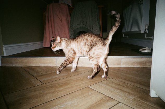 Snapic A1 - камера из мира пленочных фото | DGL.RU