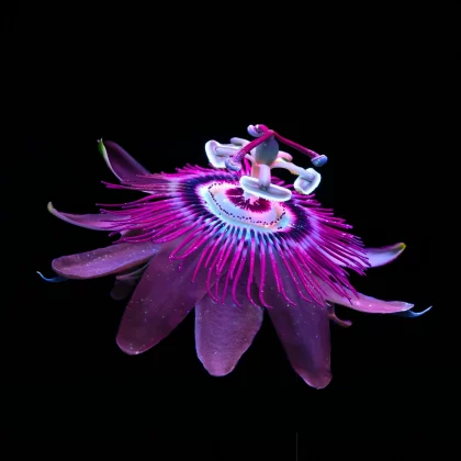 ChromeOS превращается в Aluminium OS: слив графики