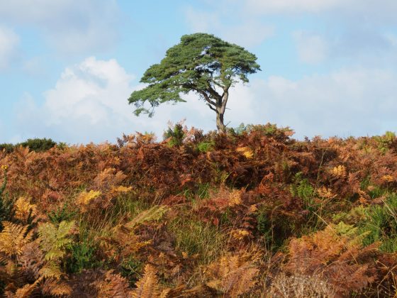 Камера OM System OM-5 II и другие: лучшие фото | DGL.RU