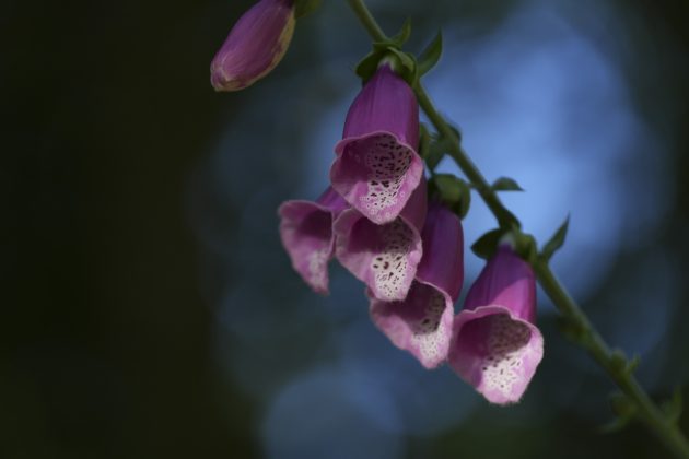 Камера OM System OM-5 II и другие: лучшие фото | DGL.RU