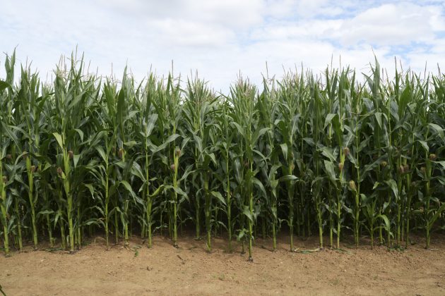 Камера OM System OM-5 II и другие: лучшие фото | DGL.RU