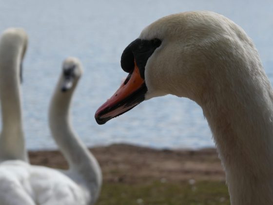 Камера OM System OM-5 II и другие: лучшие фото | DGL.RU