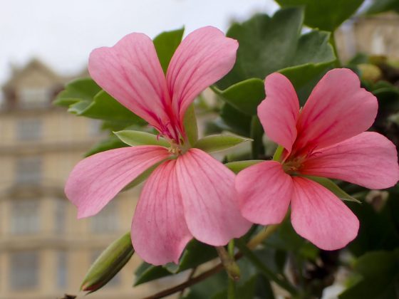 Камера OM System OM-5 II и другие: лучшие фото | DGL.RU