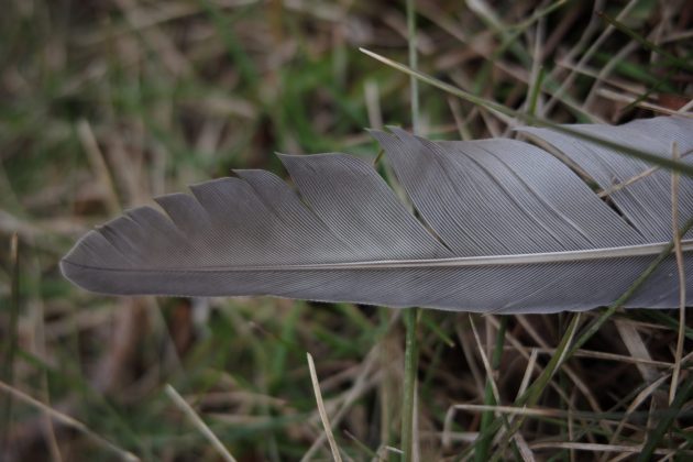 Камера Ricoh GR IV HDF: плёночный эффект | DGL.RU