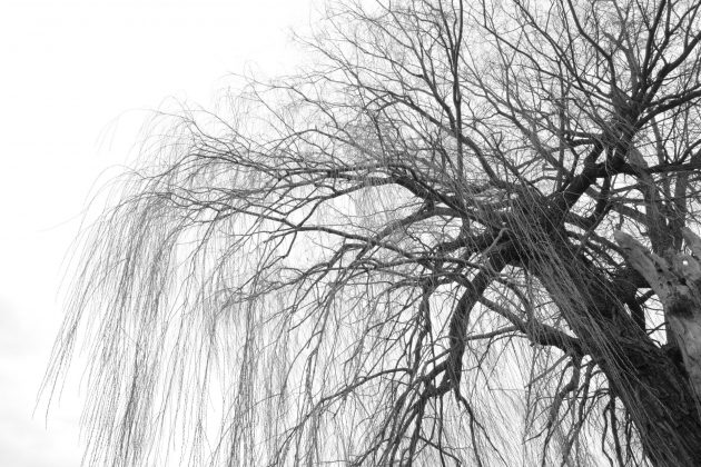 Камера Ricoh GR IV Monochrome: черно-белая | DGL.RU