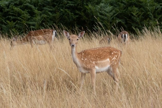 Камера Sony A7 V и лучшие беззеркалки | DGL.RU