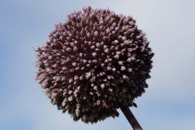 Камера Sony A7 V и лучшие беззеркалки | DGL.RU