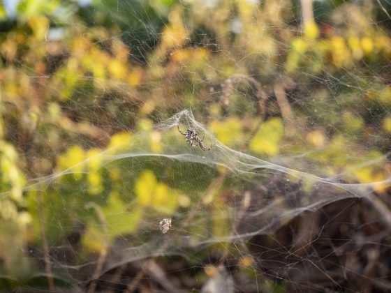 Камера Sony A7 V и лучшие беззеркалки | DGL.RU