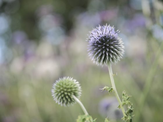 Камера Sony A7 V и лучшие беззеркалки | DGL.RU