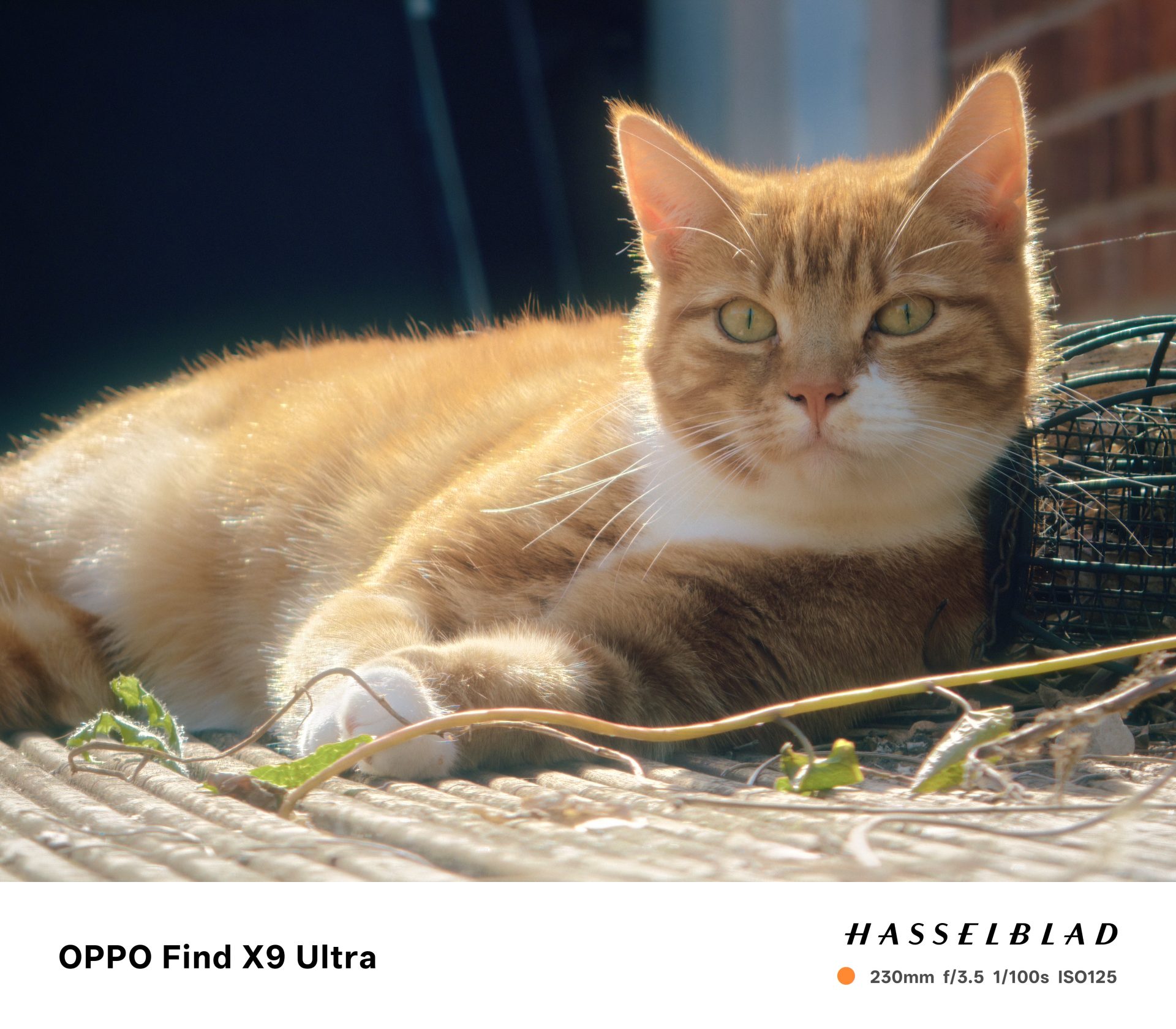 Oppo Find X9 Ultra — лучший камерофон? | DGL.RU