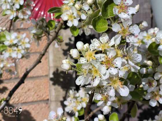 Смартфон 8849 Tank X: проектор в кармане | DGL.RU