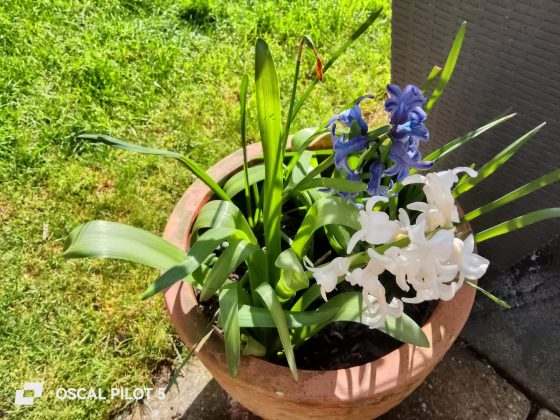 Смартфон Oscal Pilot 5 &mdash; автономность топ | DGL.RU