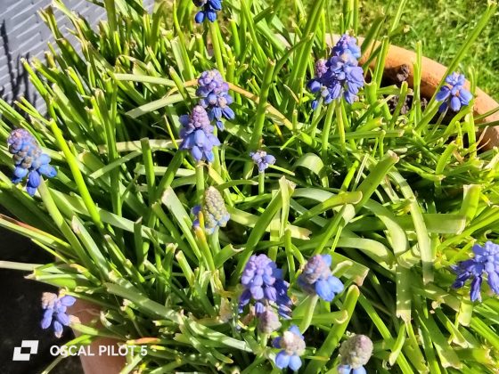 Смартфон Oscal Pilot 5 &mdash; автономность топ | DGL.RU