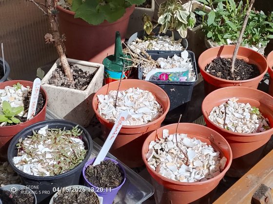 Смартфон Ulefone RugKing 5 Pro: выживает везде | DGL.RU