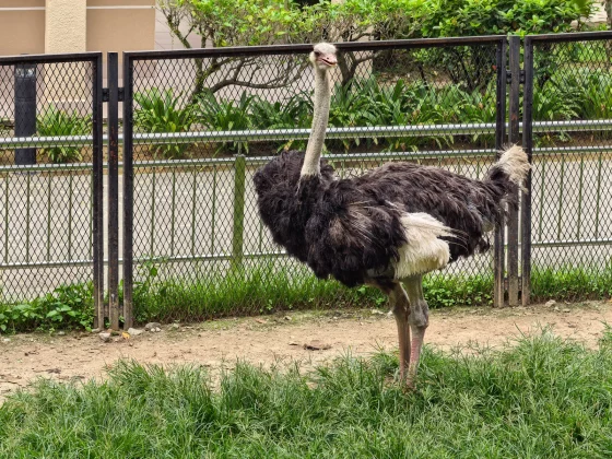 Новейшие флагманы Huawei выходят на мировой рынок: познакомьтесь с Pura 90s Pro и Pro Max фото