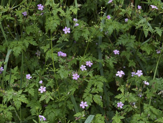 Камера Panasonic Lumix L10: обзор новинки | DGL.RU