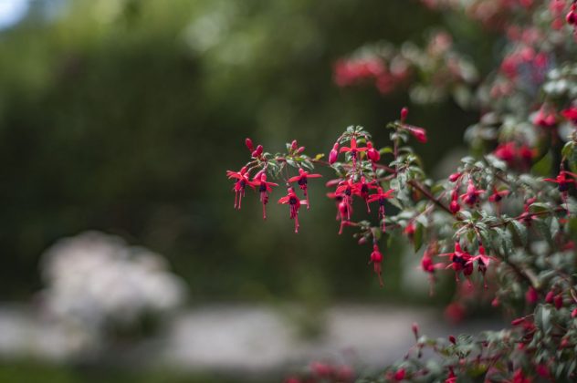 Объектив Leica Summilux-M 50 f/1.4: обзор и тест | DGL.RU