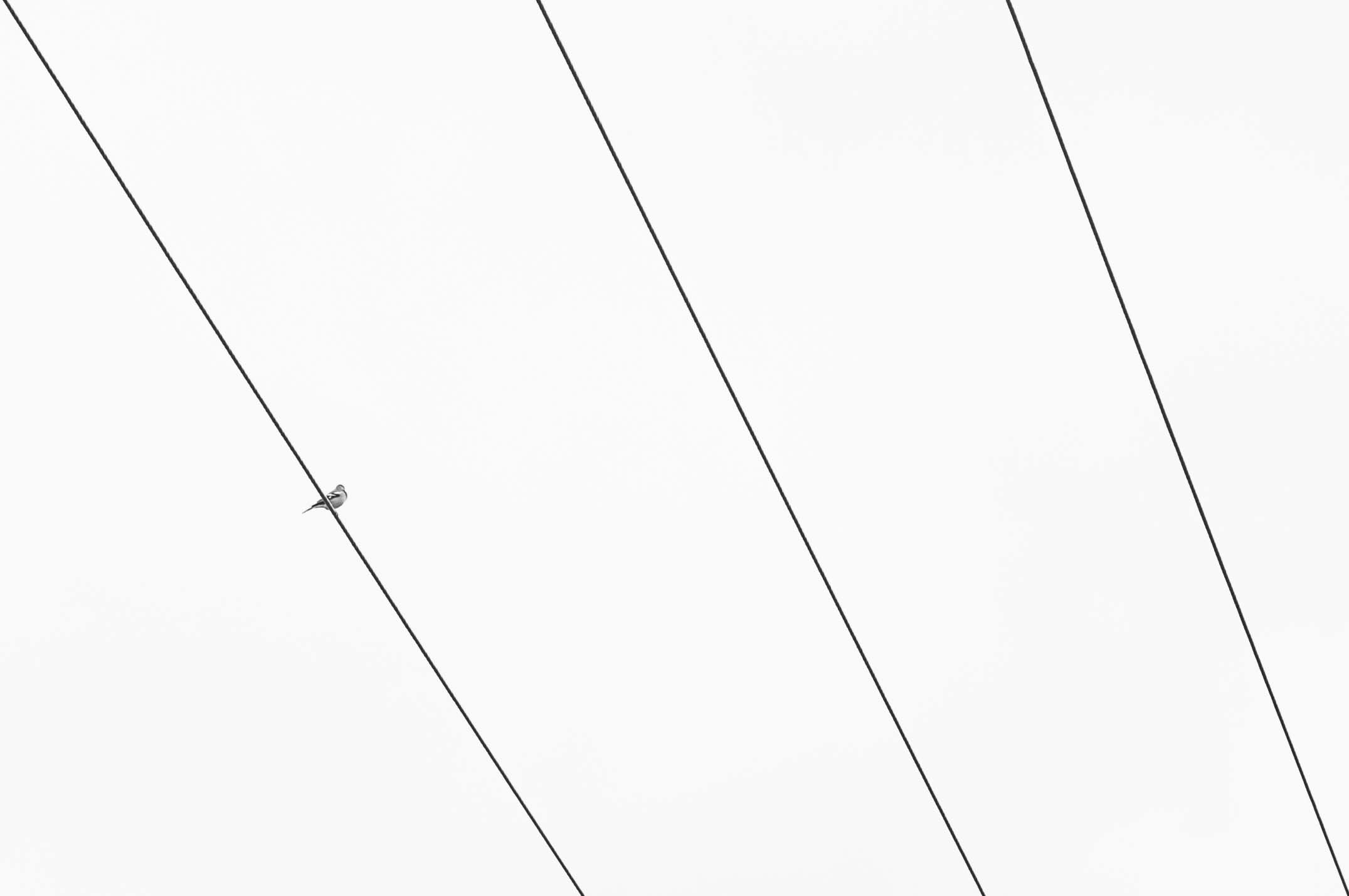 Лучшие объективы Leica M в 2026 году: гид по актуальной оптике картинка Объектив Leica Summilux-M 50mm f/1.4: тест 2026 | DGL.RU
