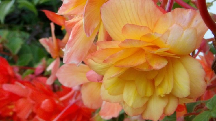 Фотоаппарат Kodak PixPro AZ653: тест зума 65x | DGL.RU