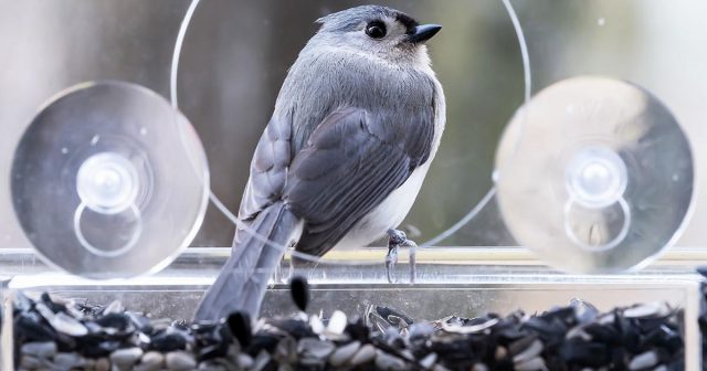 21 крутой гаджет, который сделает ваш сад и работу в нем проще 21 крутой гаджет, который сделает ваш сад и работу в нем проще