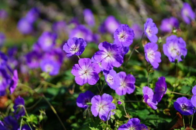 Объектив Sigma 50-120mm f/2.8 DC OS | C: обзор | DGL.RU