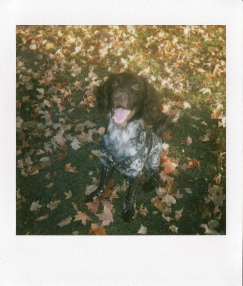 Обзор Fujifilm Instax Square 2: особенности квадратной камеры моментальной печати картинка Обзор Fujifilm Instax Square 2: плюсы и минусы | DGL.RU