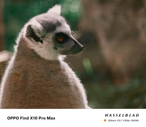 Обзор Oppo Find X10 и X10 Pro Max: три камеры по 200 Мп и заоблачная цена фото