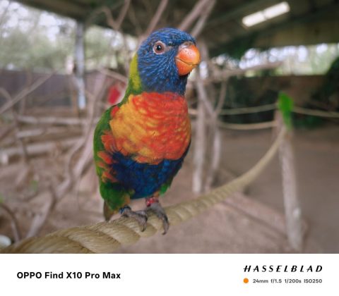Обзор Oppo Find X10 и X10 Pro Max: три камеры по 200 Мп и заоблачная цена фото